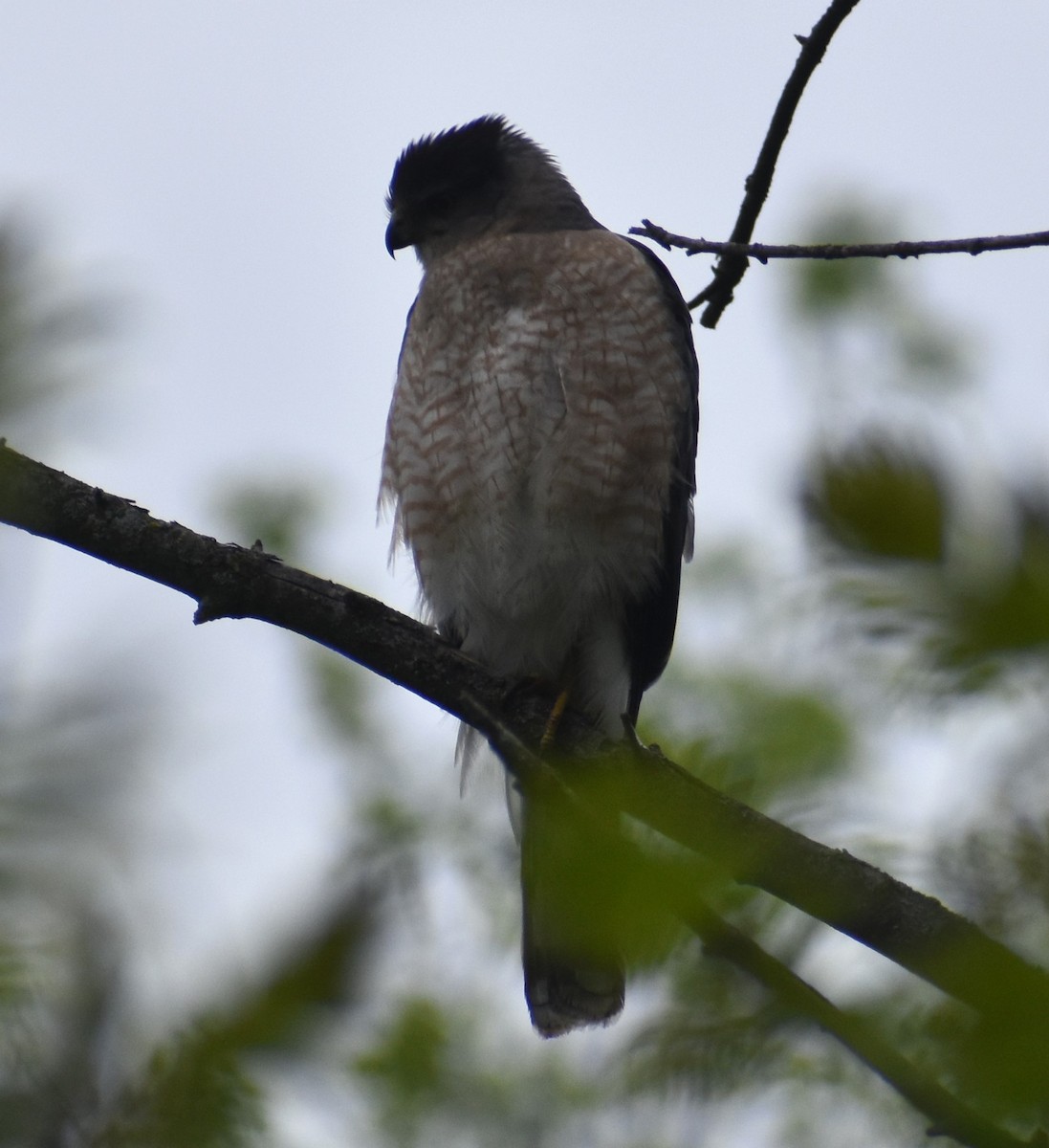 Cooper's Hawk - ML618533360