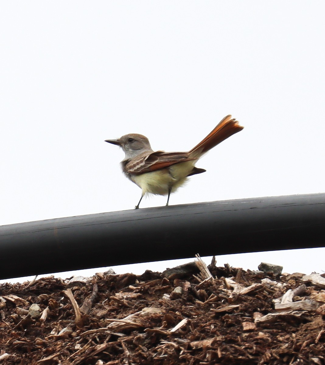 Ash-throated Flycatcher - Teresa Palos