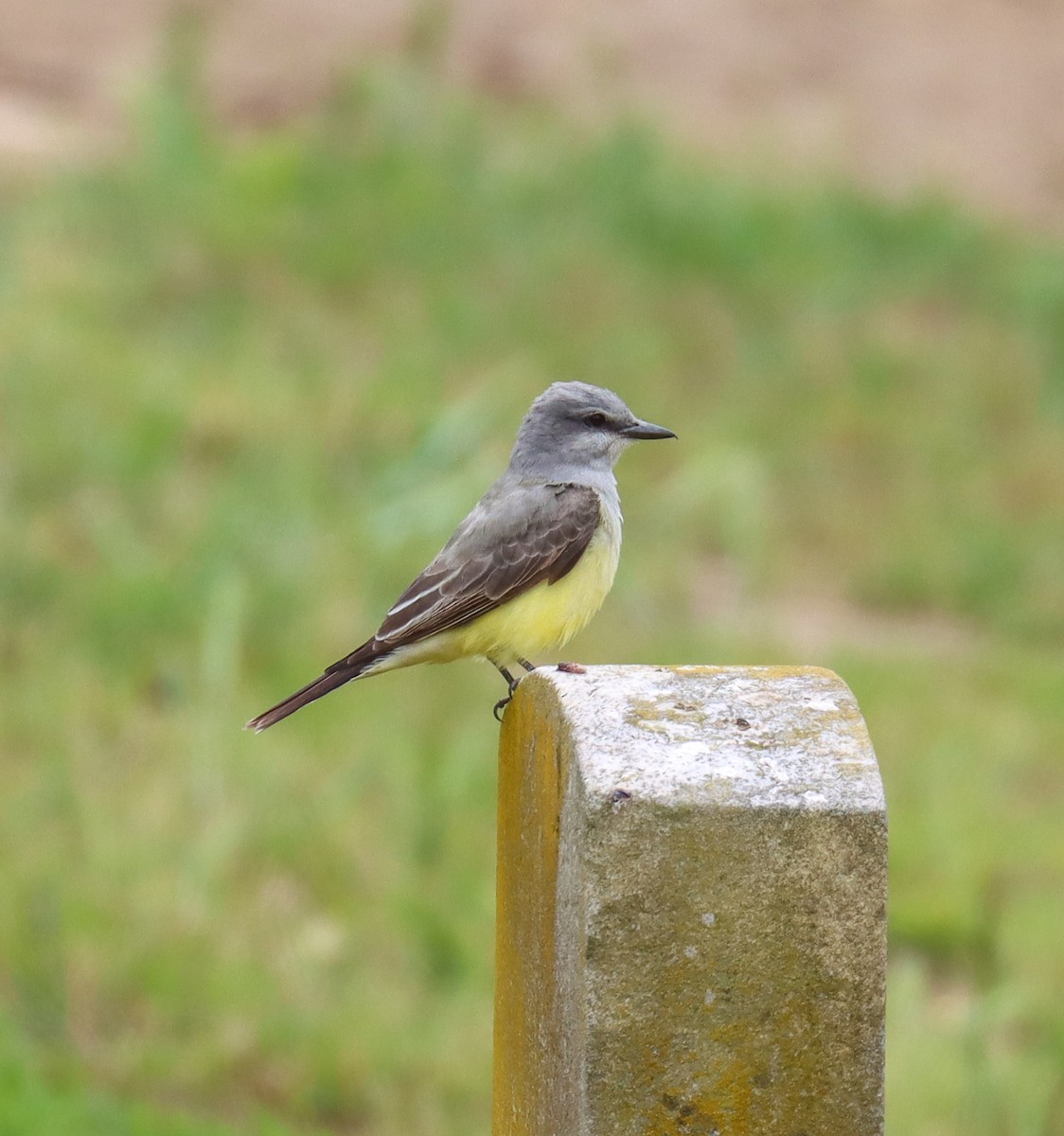 Western Kingbird - ML618533406