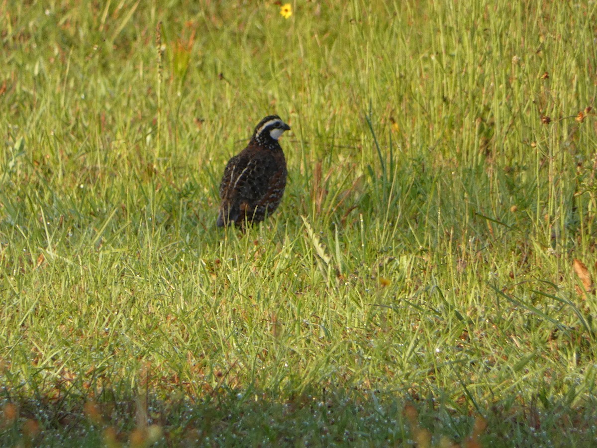 Northern Bobwhite - ML618533411