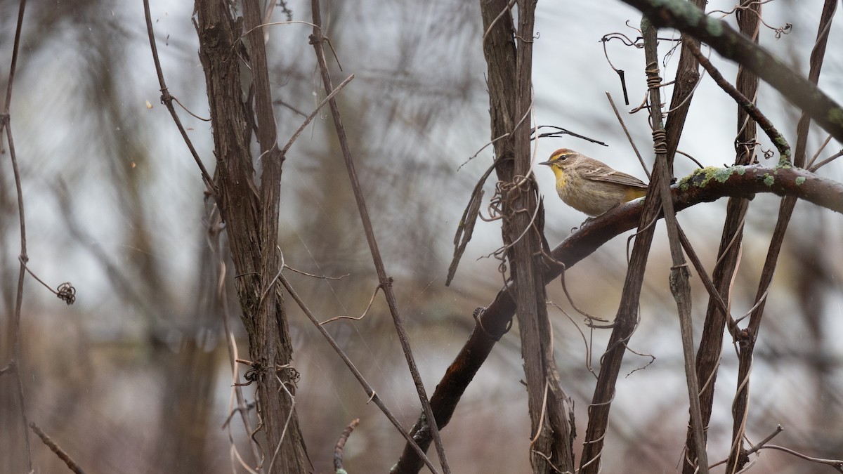 Palm Warbler - Karim Bouzidi