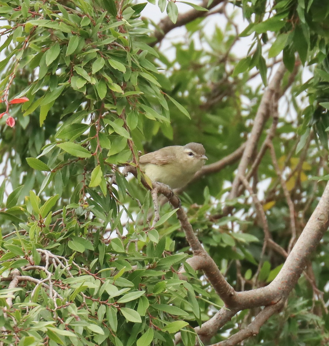 Warbling Vireo - ML618533425