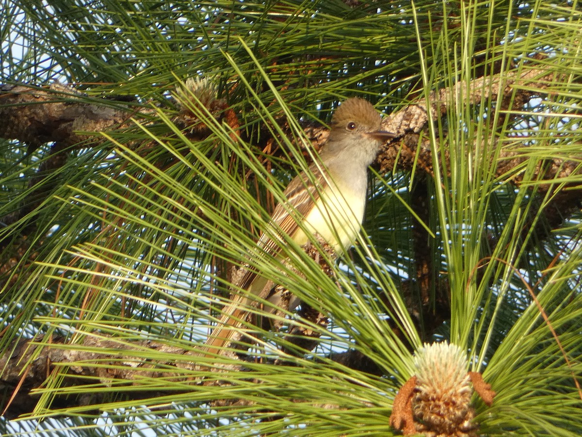 Great Crested Flycatcher - ML618533449