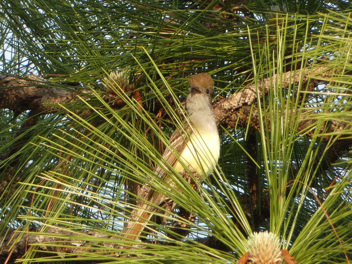 Great Crested Flycatcher - ML618533450