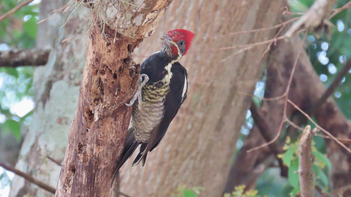 Lineated Woodpecker - Nic Zimmer