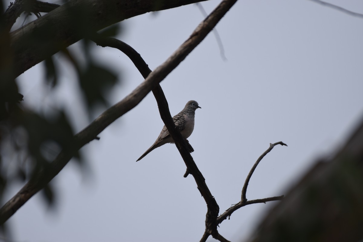 Peaceful Dove - Hitomi Ward