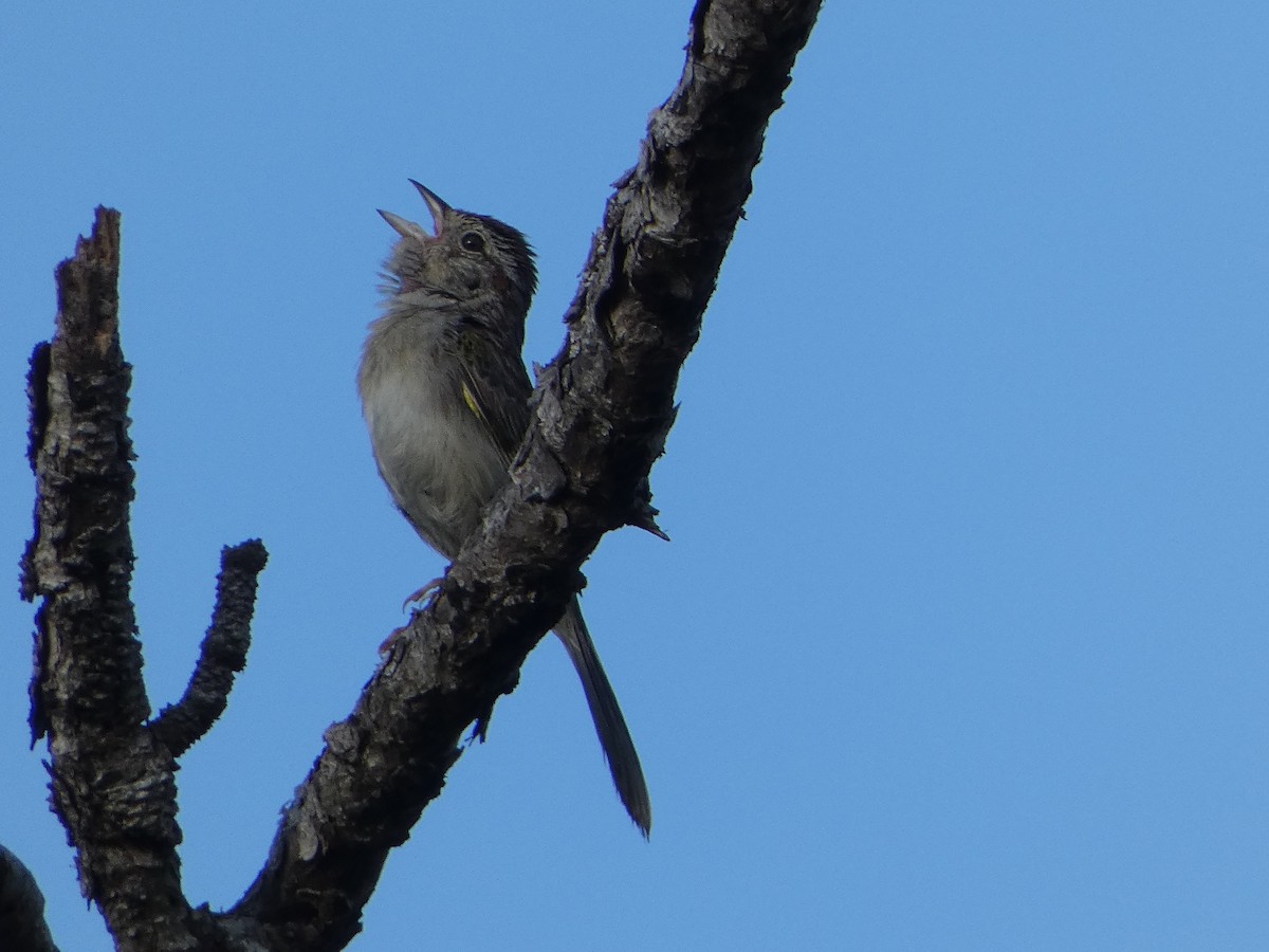 Bachman's Sparrow - ML618533535