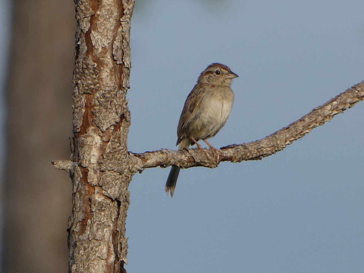 Bachman's Sparrow - ML618533536