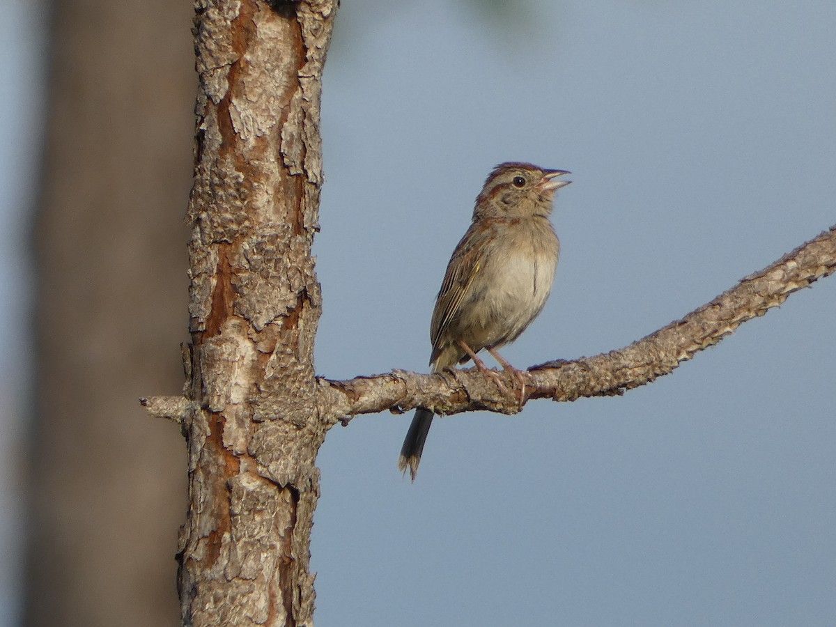 Bachman's Sparrow - ML618533539