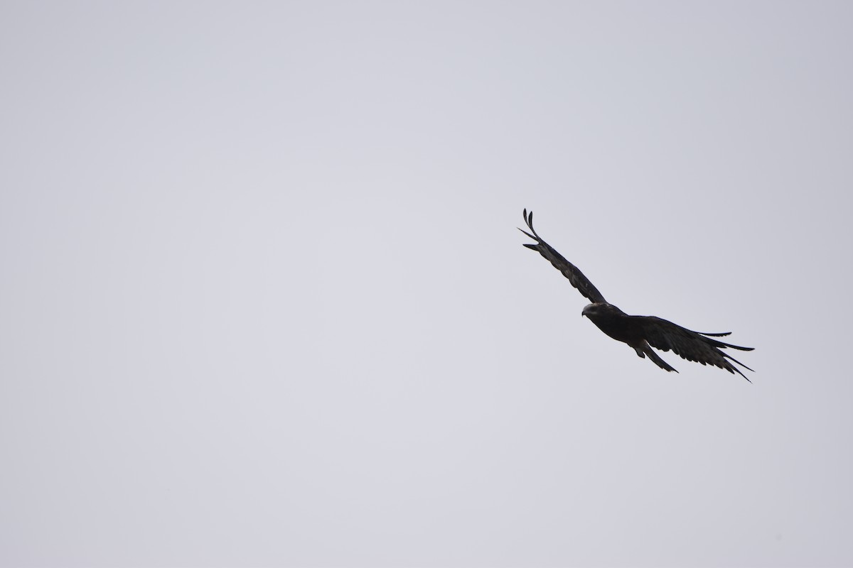 Square-tailed Kite - Hitomi Ward