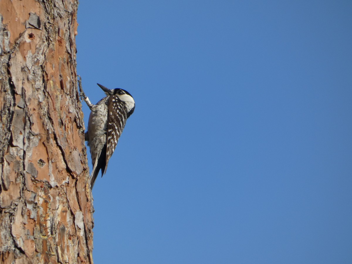 Red-cockaded Woodpecker - Marieta Manolova