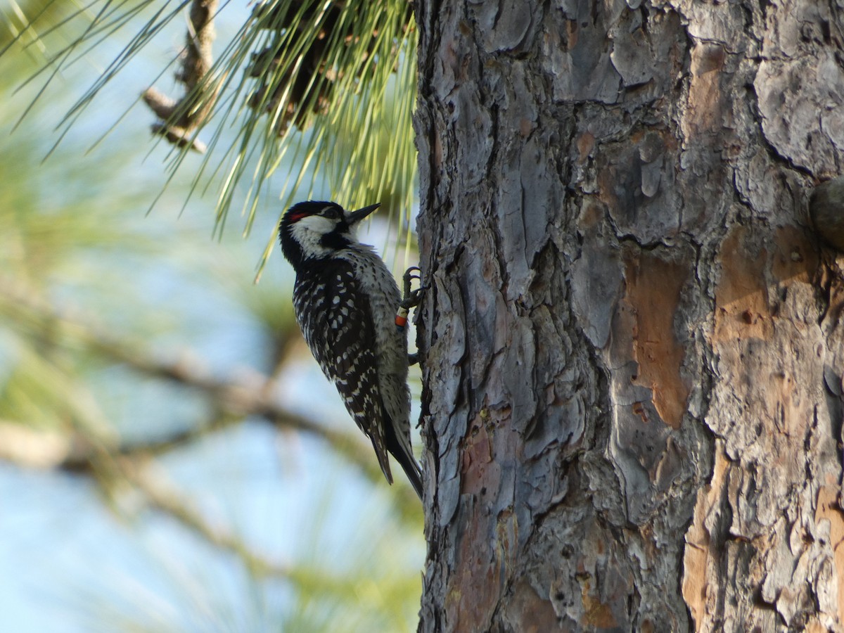 Red-cockaded Woodpecker - ML618533621