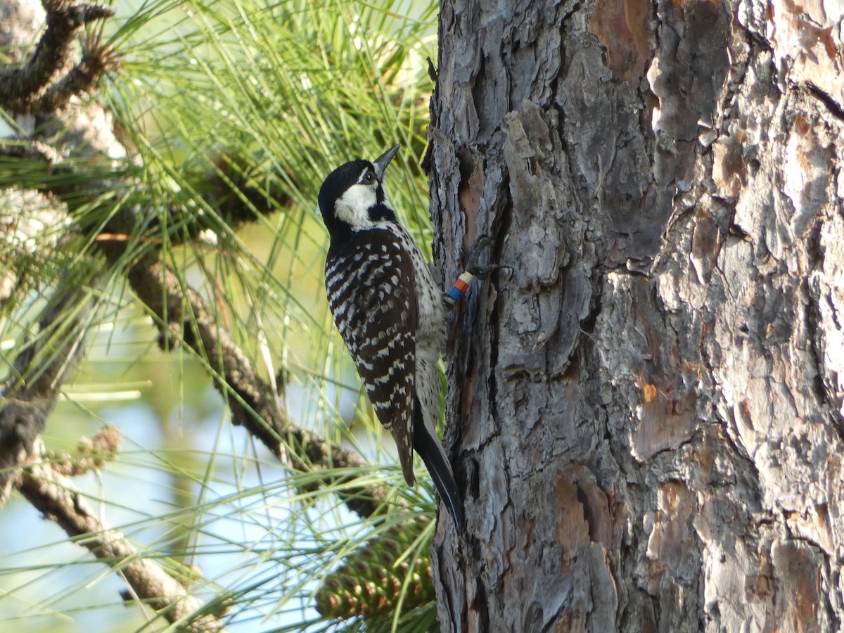 Red-cockaded Woodpecker - ML618533622