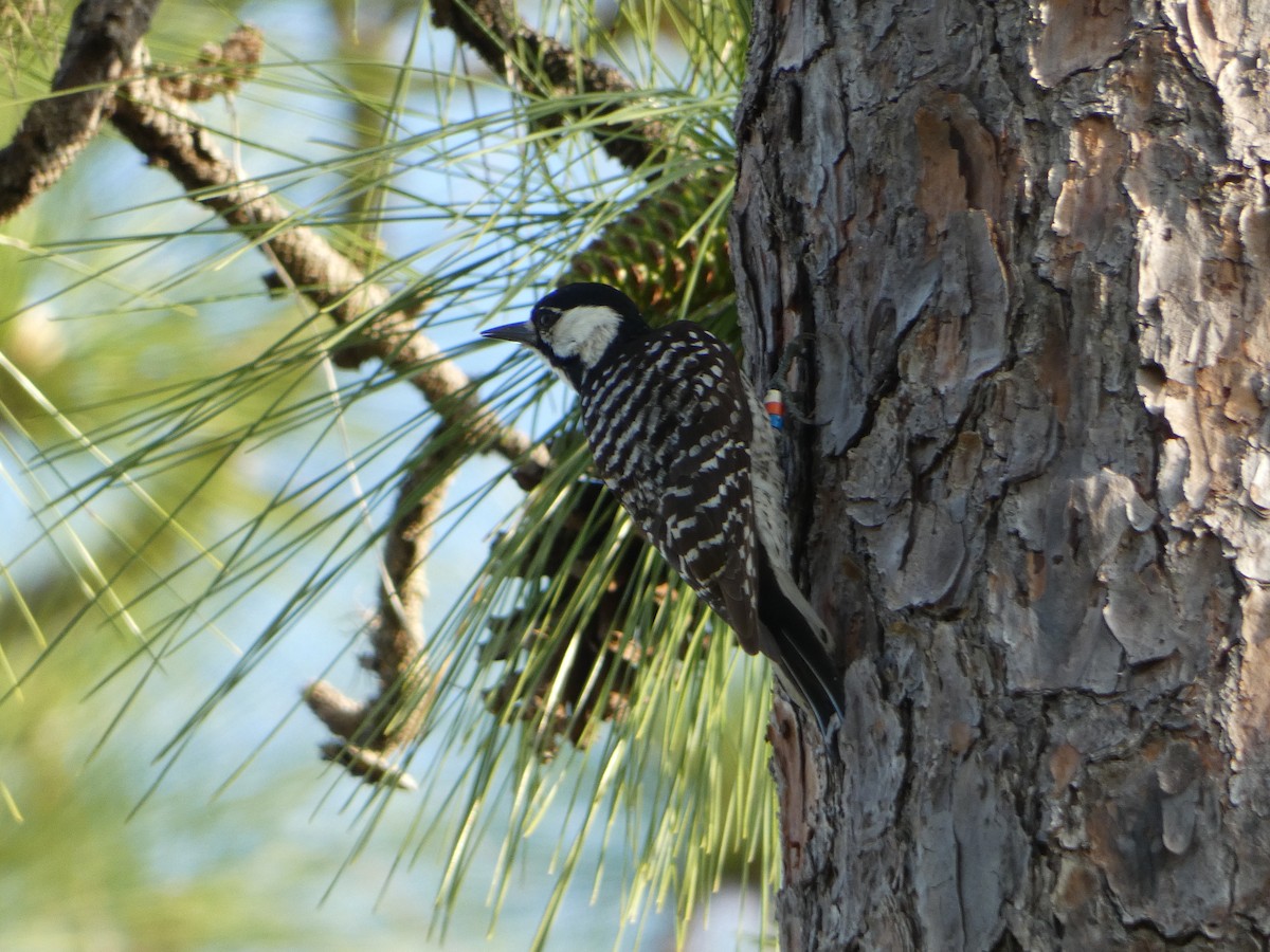 Red-cockaded Woodpecker - ML618533623