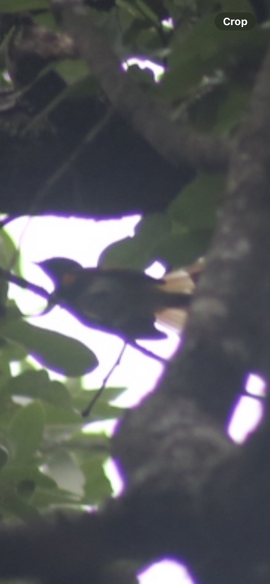 American Redstart - Bill Troy