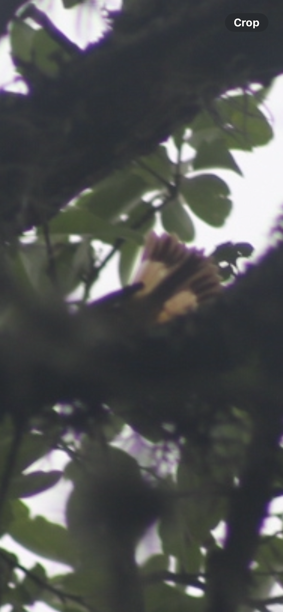 American Redstart - Bill Troy