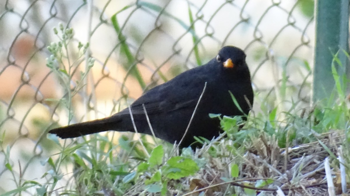 Eurasian Blackbird - Hoatzin Aname