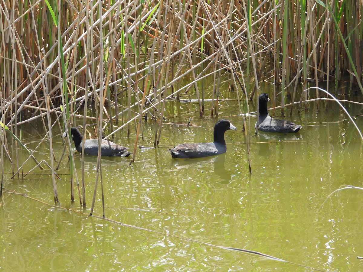 American Coot - Chad Wilson