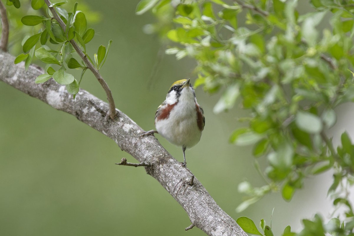 Chestnut-sided Warbler - ML618533694