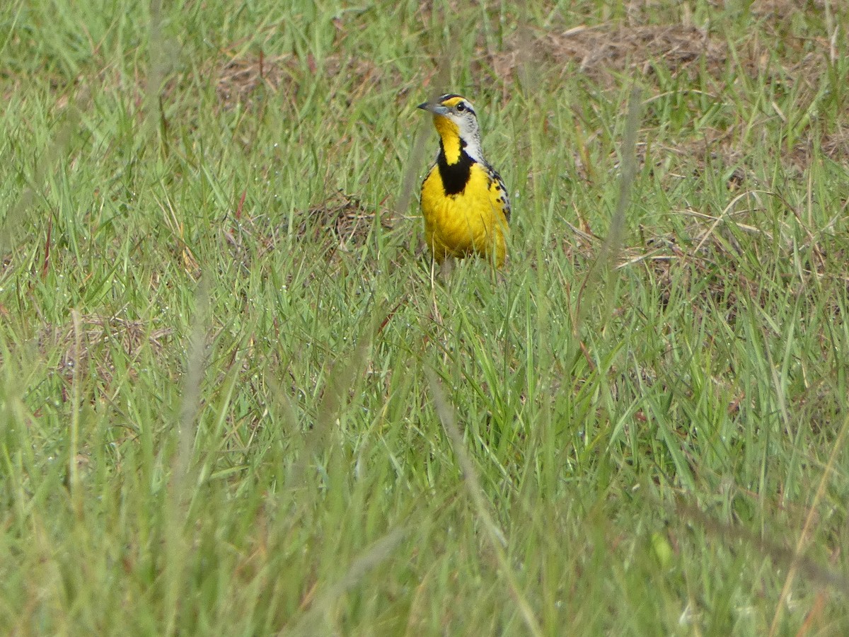 Eastern Meadowlark - ML618533697