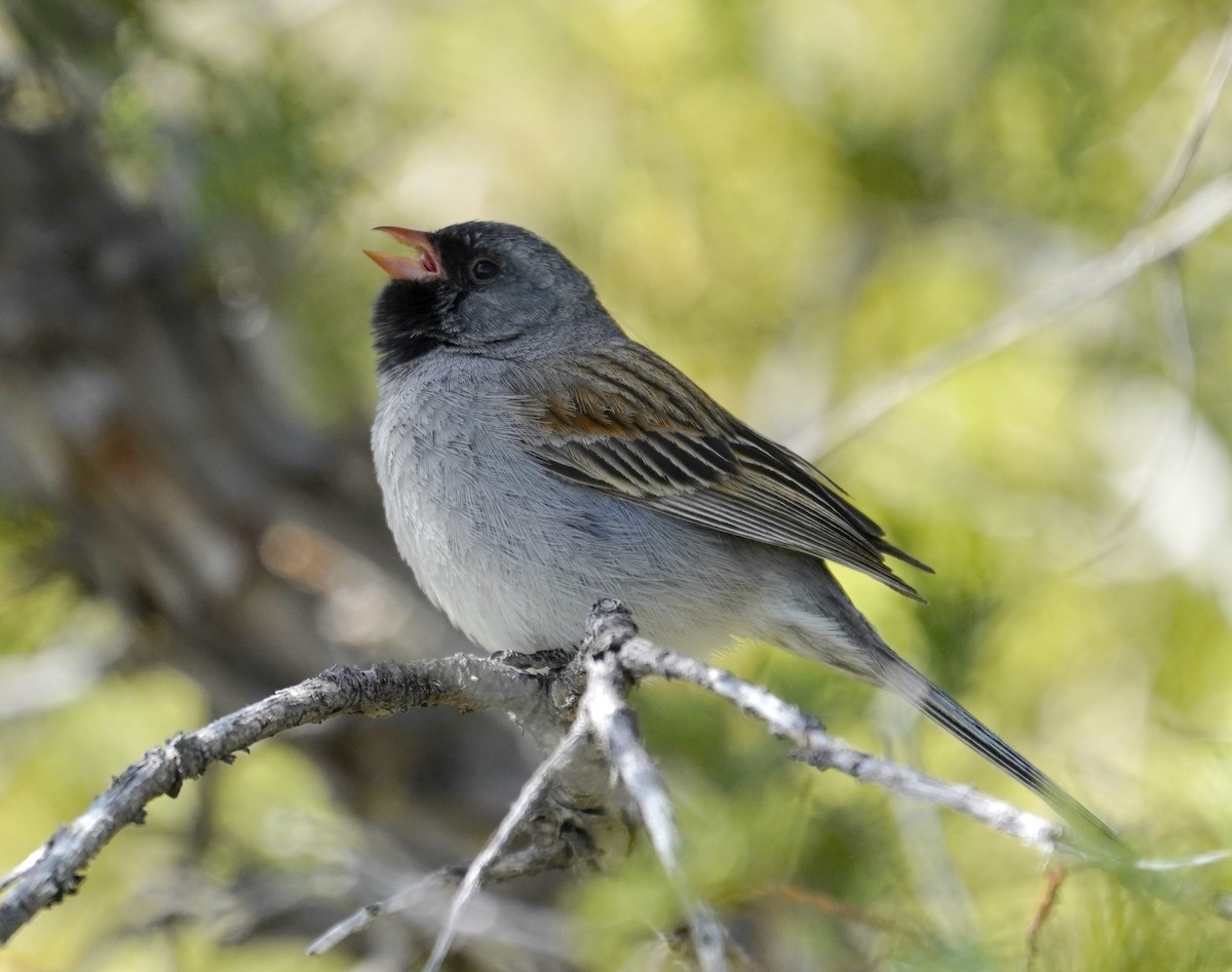 Black-chinned Sparrow - Thomas Jackman