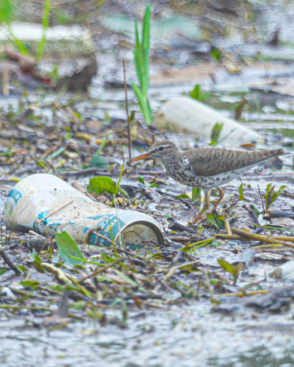 Spotted Sandpiper - Drake Thomas