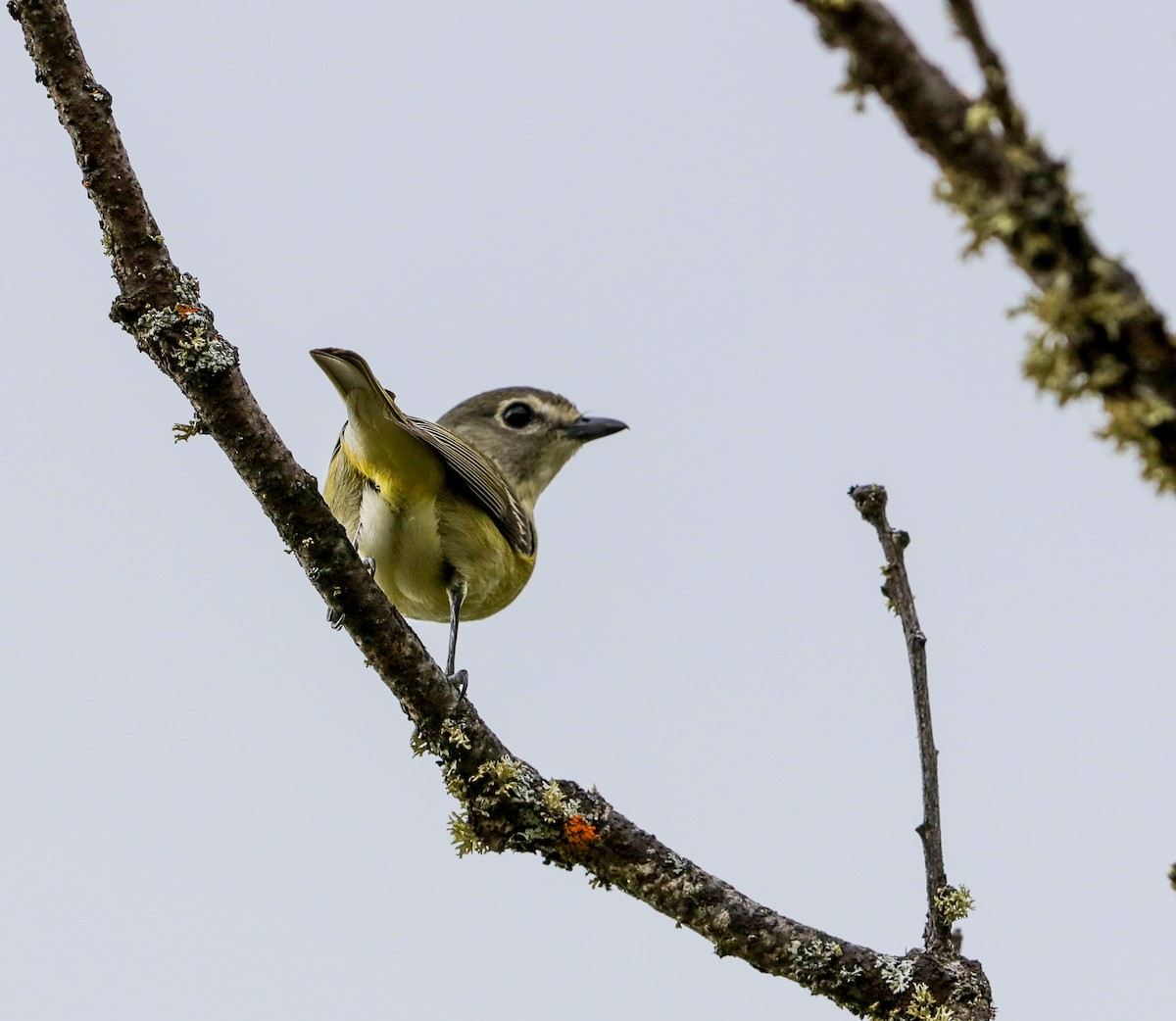 Cassin's Vireo - Lynn Duncan