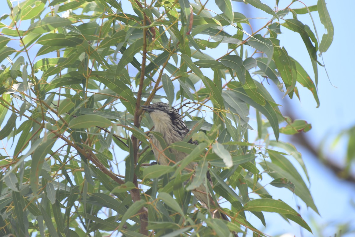 Striped Honeyeater - Hitomi Ward