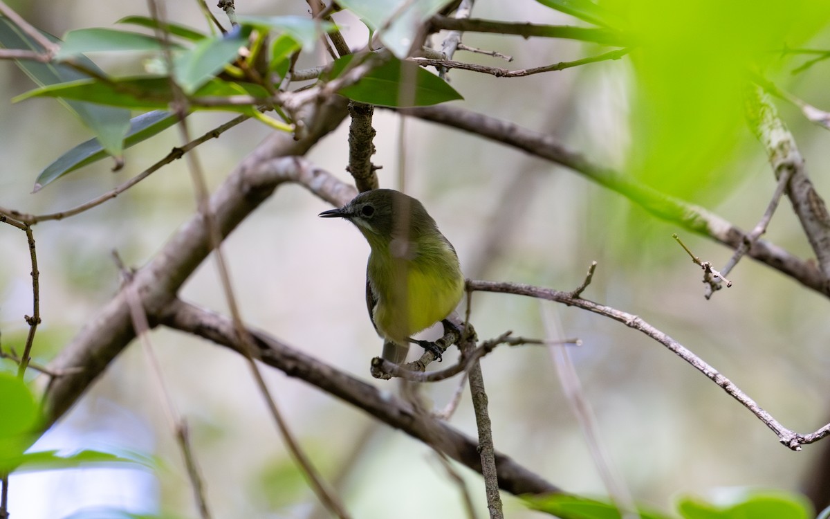 Fairy Gerygone - Dan Bishop