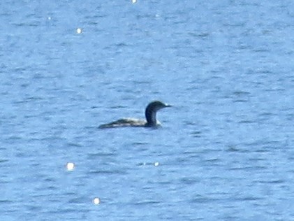 Pacific Loon - ML618533790