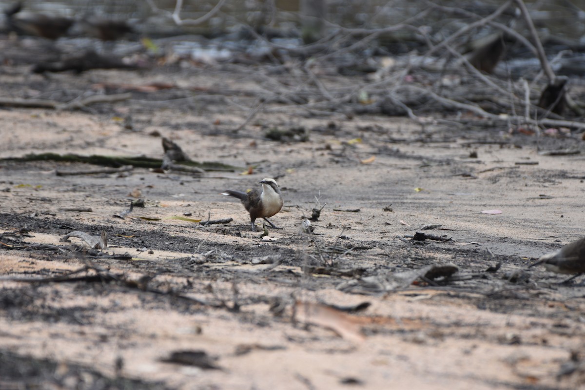 Gray-crowned Babbler - Hitomi Ward