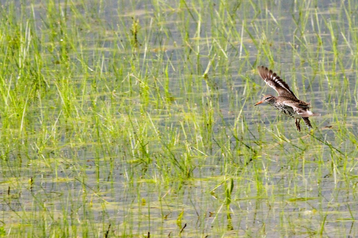 Spotted Sandpiper - John Vassallo