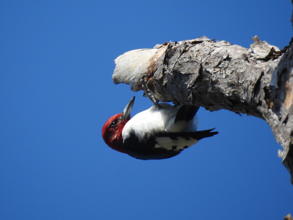 Red-headed Woodpecker - ML618533828