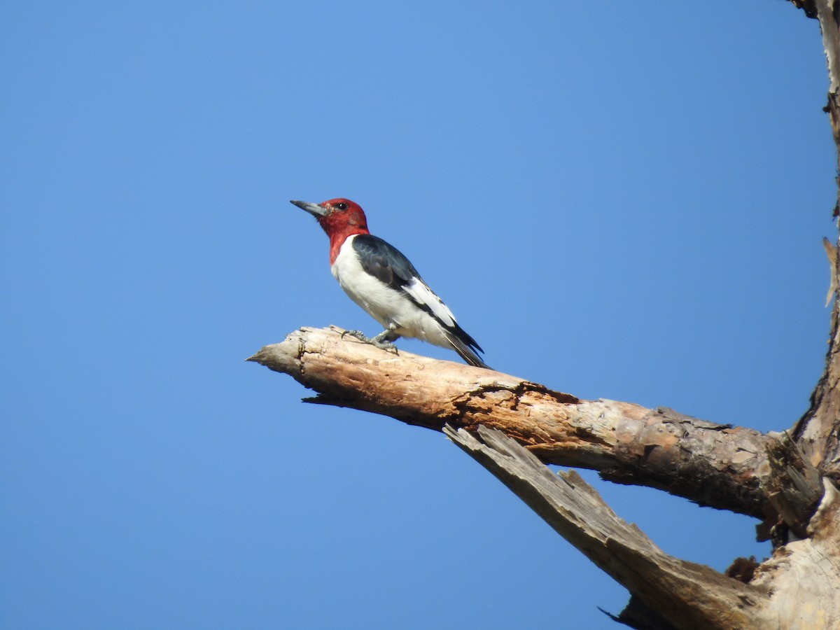 Red-headed Woodpecker - ML618533829