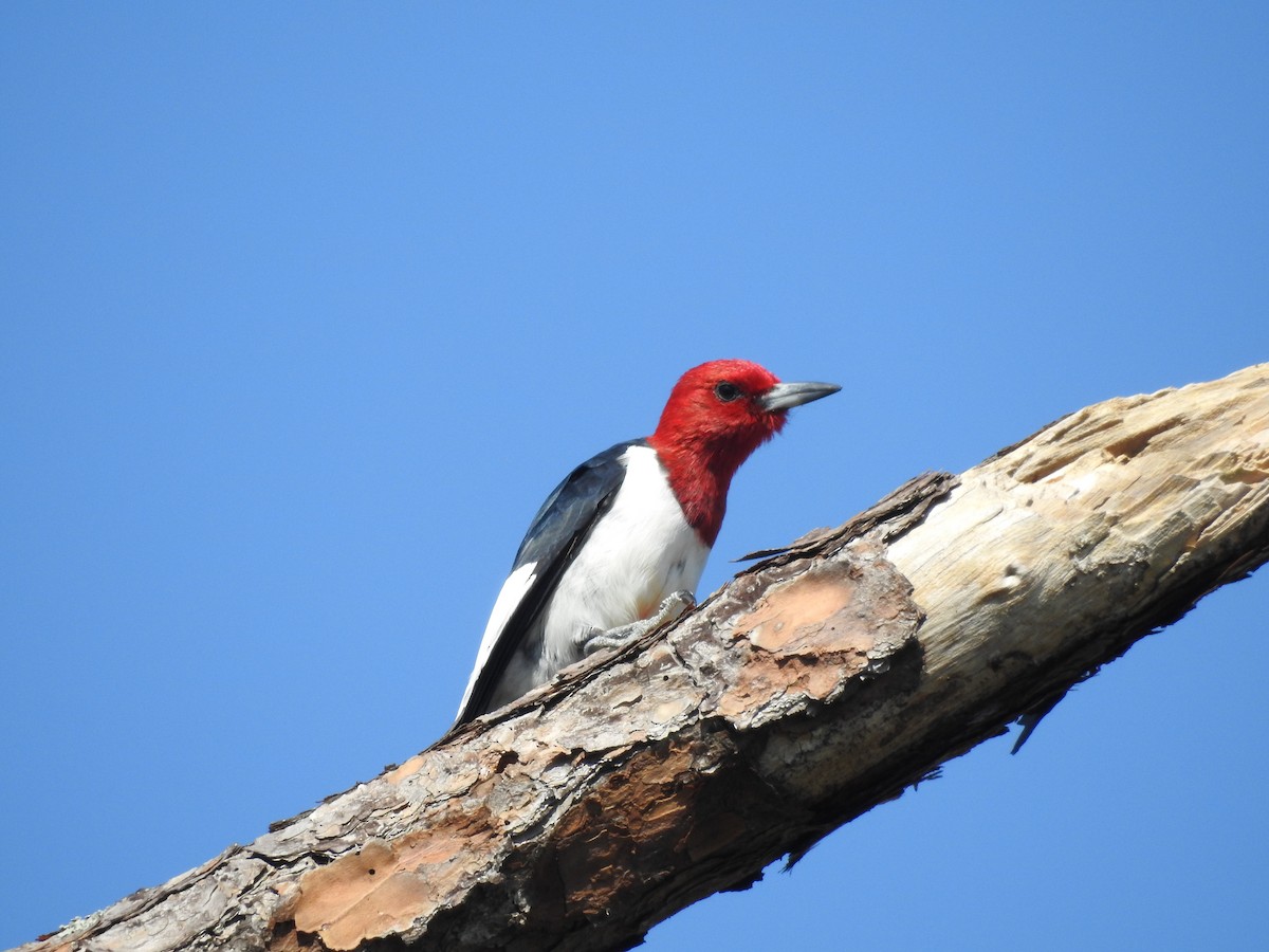 Red-headed Woodpecker - ML618533830