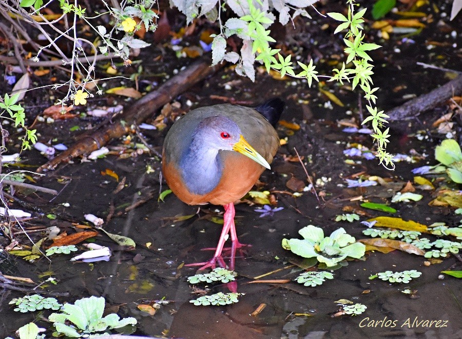 Gray-cowled Wood-Rail - ML618533853