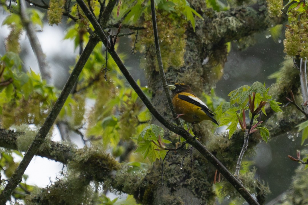 Evening Grosbeak - Steve Knapp