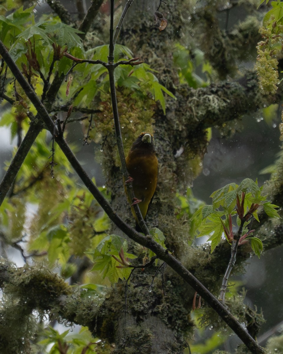 Evening Grosbeak - ML618533857