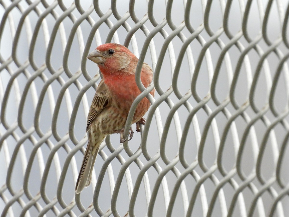 House Finch - ML618533888