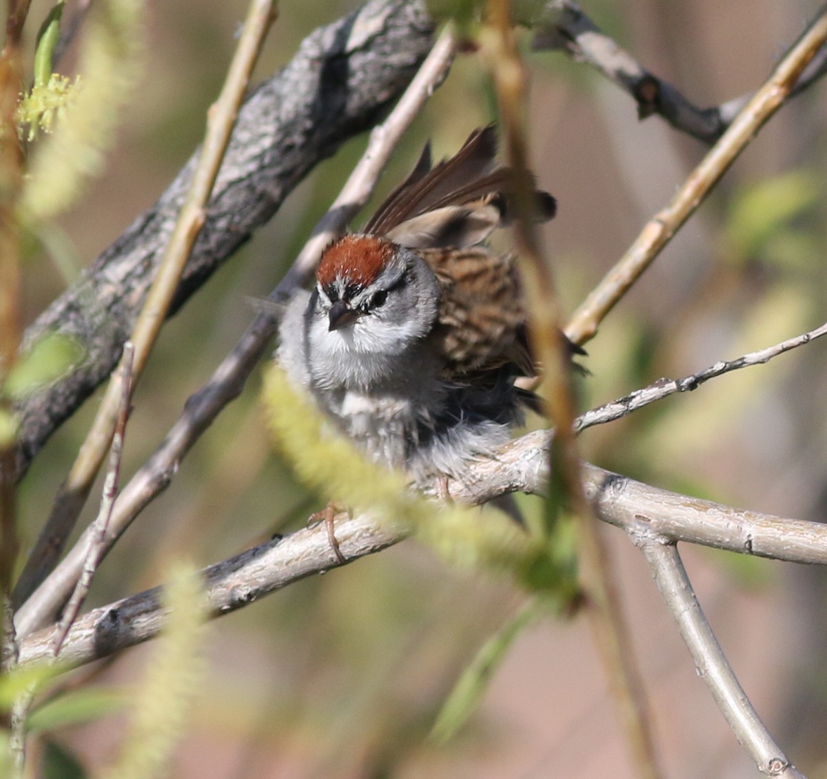 Chipping Sparrow - Lorraine Lanning