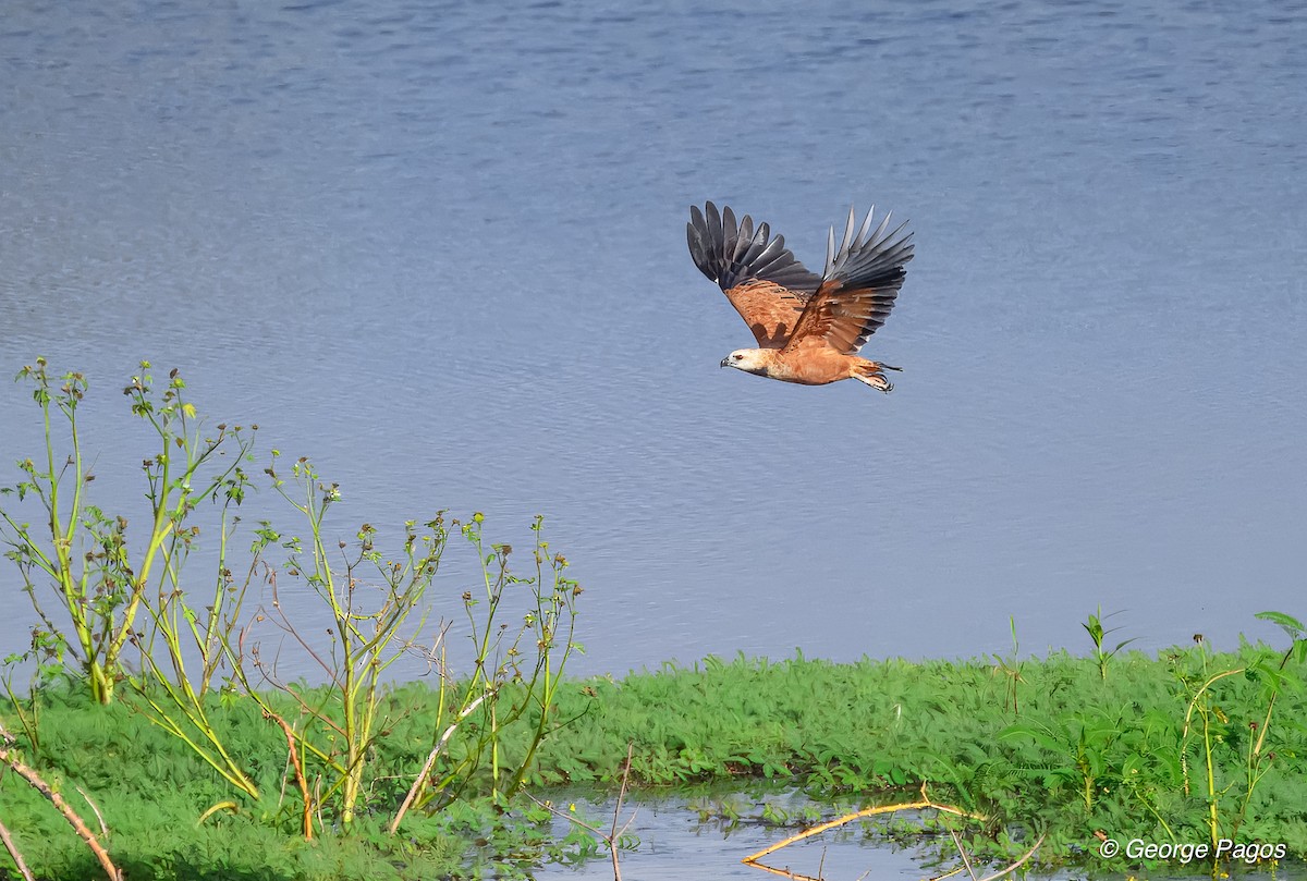 Black-collared Hawk - ML618533949