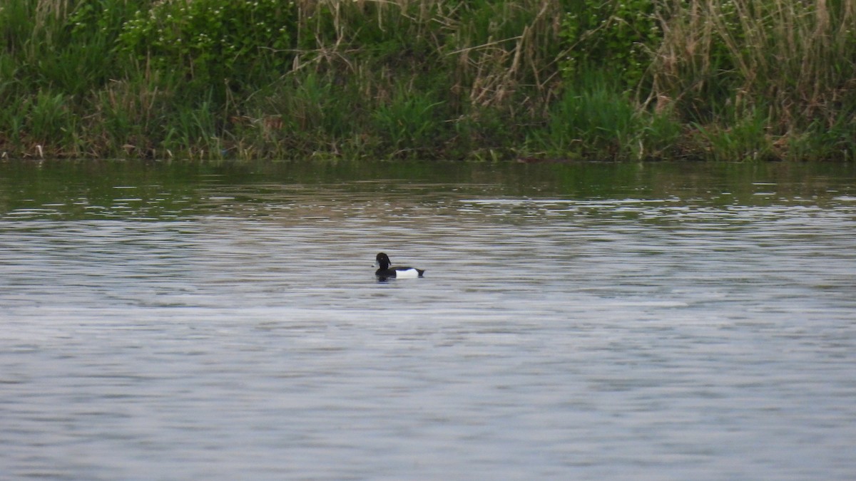 Tufted Duck - ML618534075