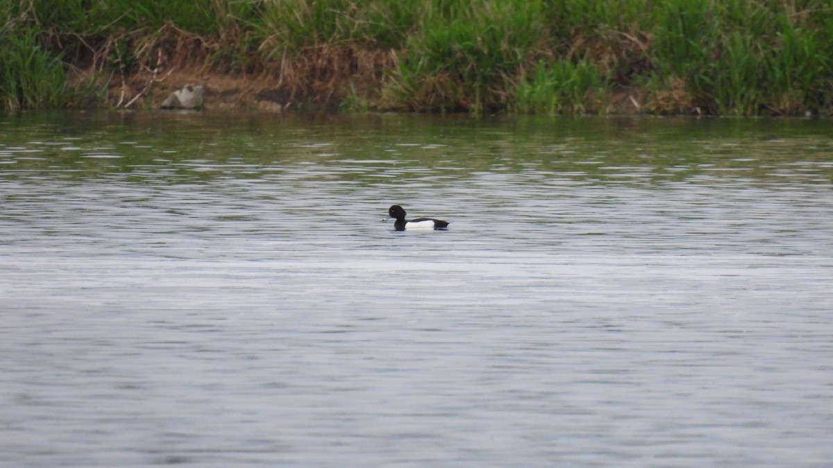 Tufted Duck - ML618534076