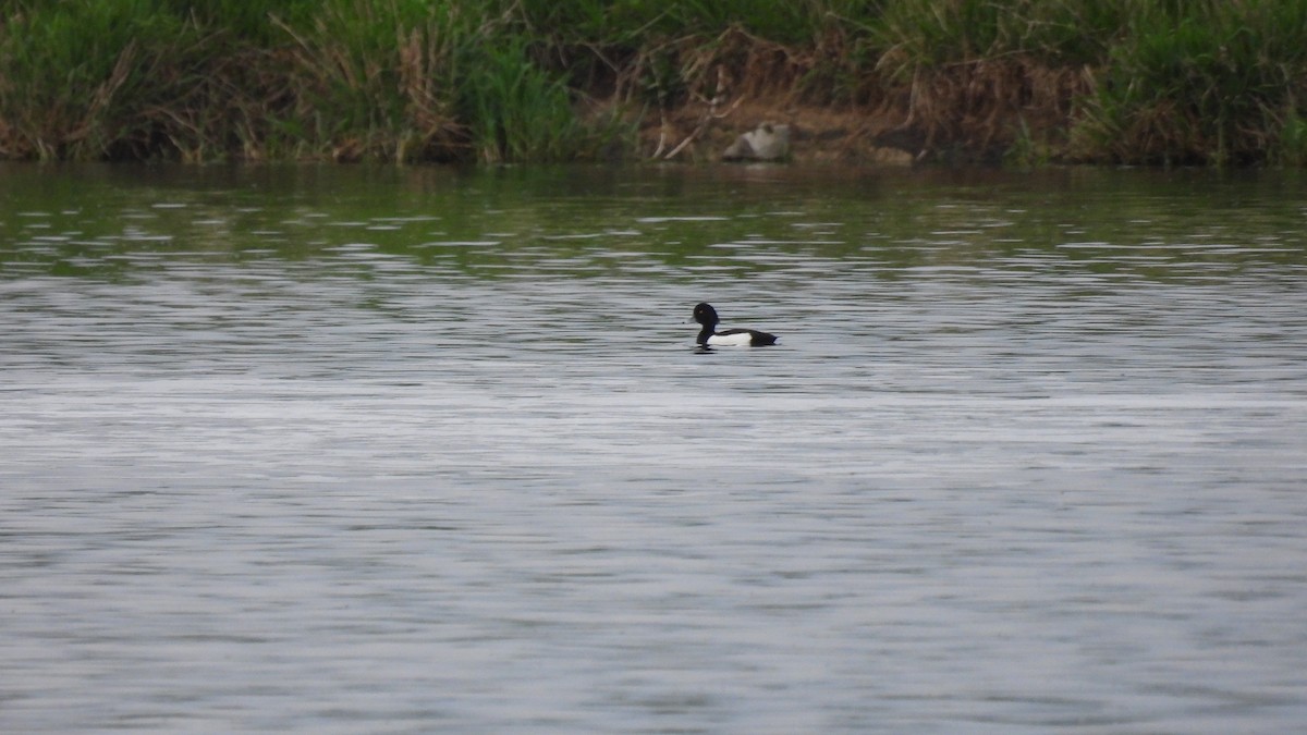 Tufted Duck - ML618534077