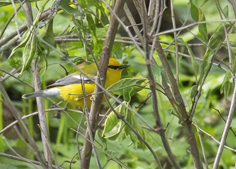 Blue-winged Warbler - Mary Clausen