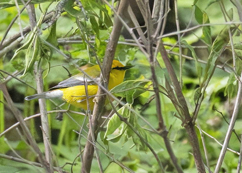 Blue-winged Warbler - ML618534101