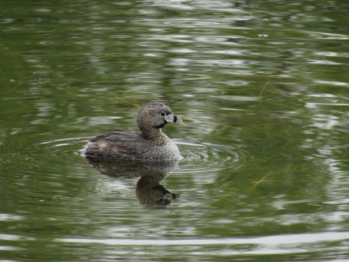 Pied-billed Grebe - ML618534118