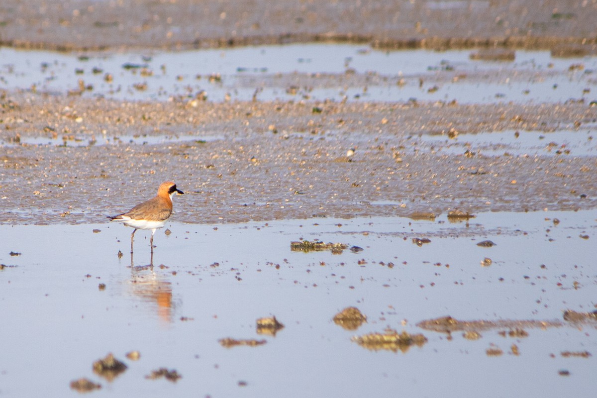 Greater Sand-Plover - ML618534122