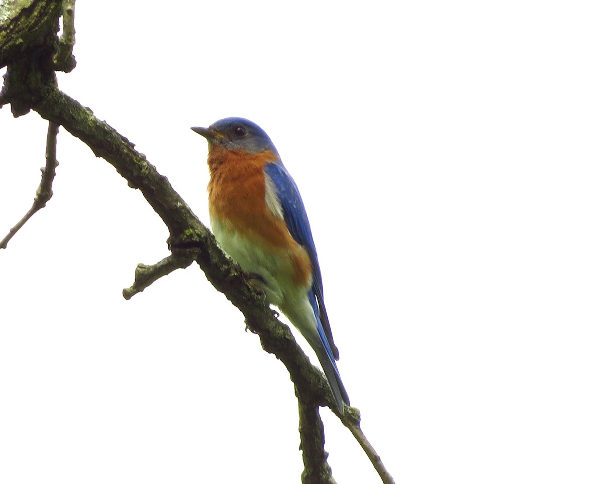 Eastern Bluebird - Mayumi Barrack