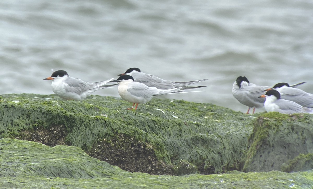 Roseate Tern - Cameron Rutt